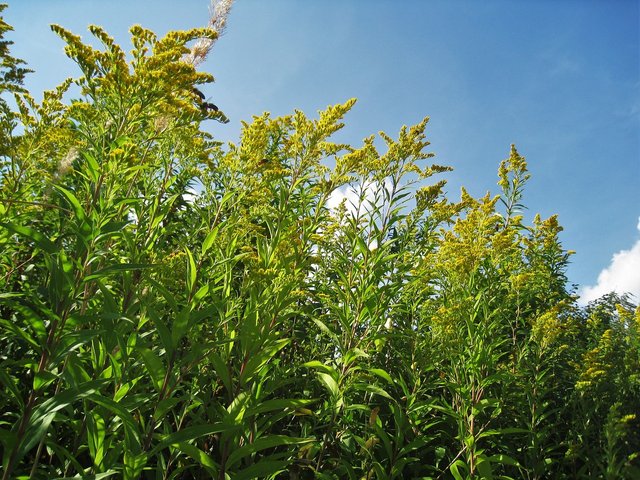 goldenrod-1737347_1280.jpg