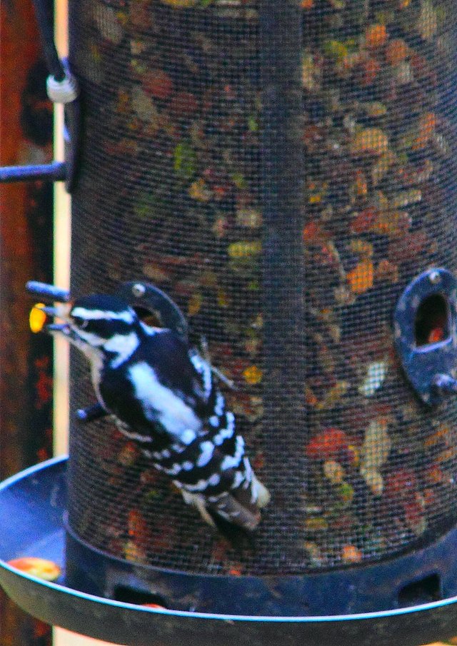 downy woodpecker PFW19-10sat.JPG