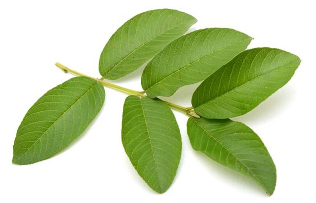 Benifits Of Guava Leaves For Your Hair — Steemit