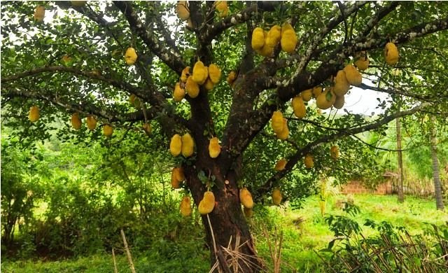 jack-fruit-jackfruit-tree.jpg