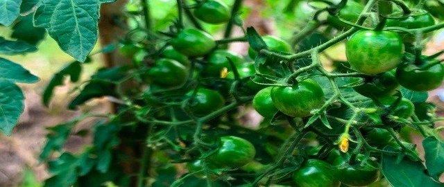 TOMATOES-2013-825-375-1-2.jpg