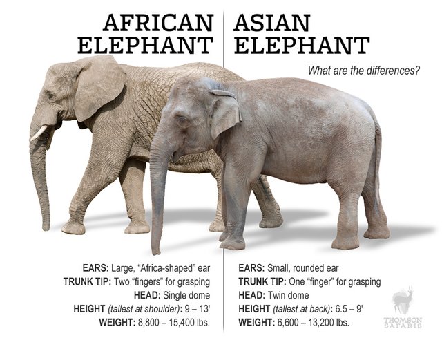 asian-african-elephants.jpg