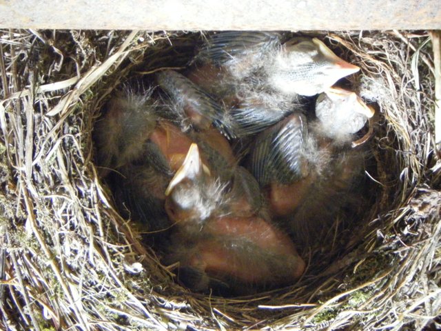 Nest full of chicks (2) (2015_09_28 11_13_35 UTC).JPG