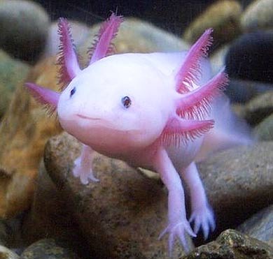 axolotl-white.jpg