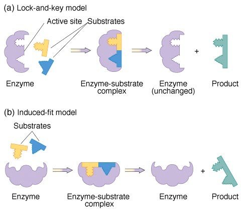 Enzyme reaction models.jpg