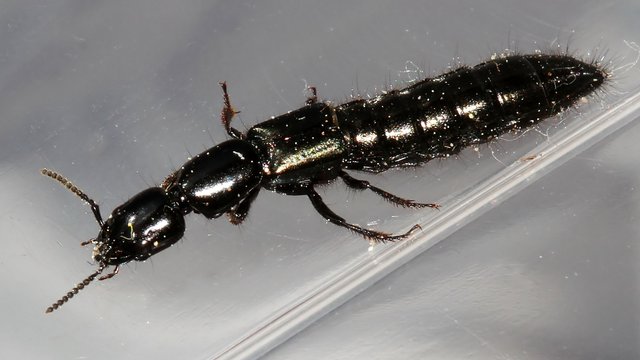 Insects Coleoptera Staphylinidae 20mm BY Shed 2017-10-31.jpg