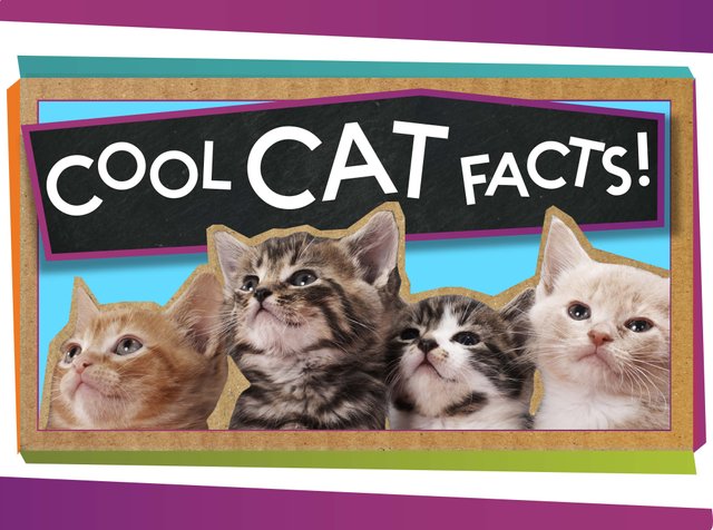 facts about cats.jpg