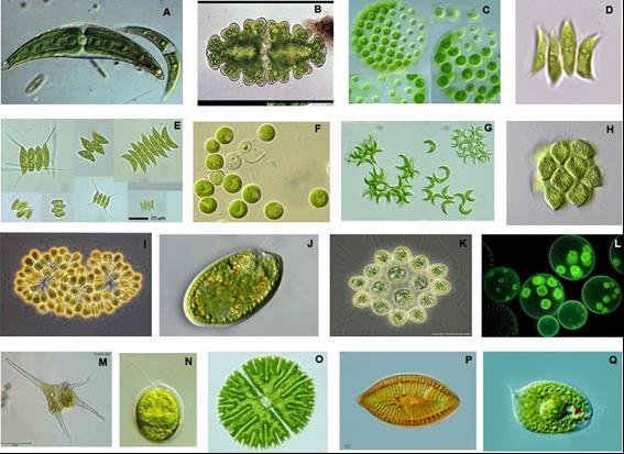 Figura-2-Diversidad-de-microalgas-Closterium-spp-A-Euastrum-spp-B-Pleodorina.jpg