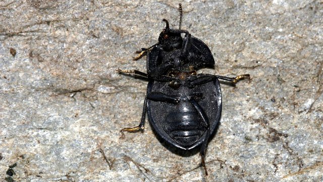 Tenebrioidea -Saragus-costatus-n2.jpg