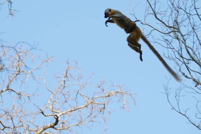 DSC01315- brown lemur jump 2.jpg