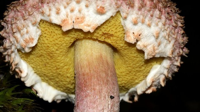 Boletellus_emodensis 3.jpg