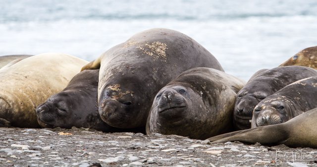 elephant seal-1-2.jpg