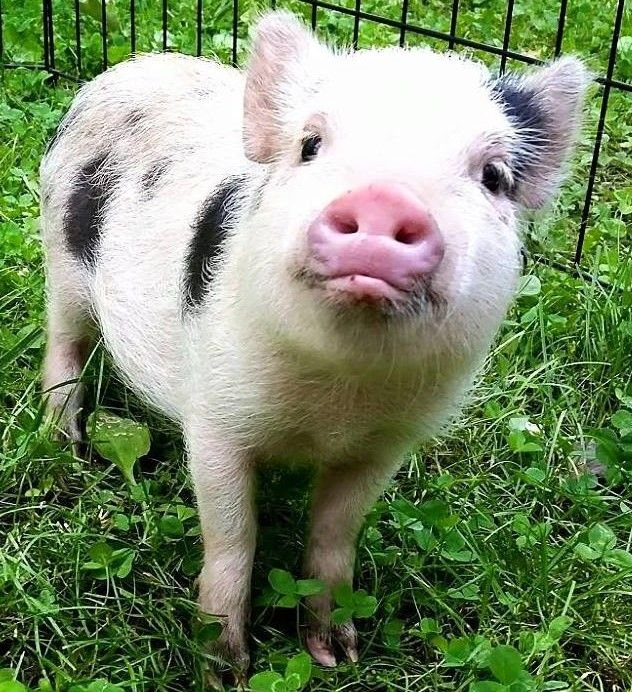 Mini pig.jpg