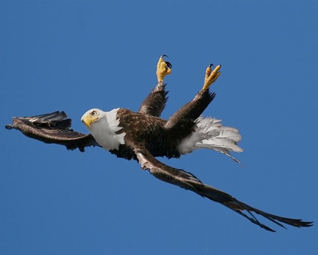 upside-down-eagle_1842013i.jpg