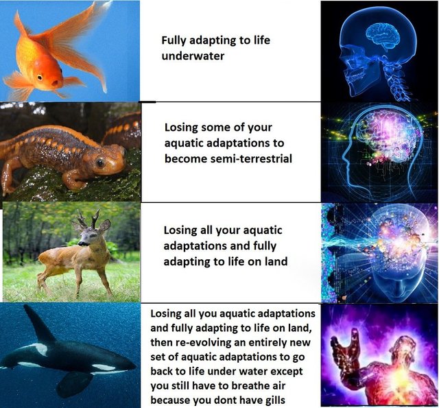 evolution.jpg