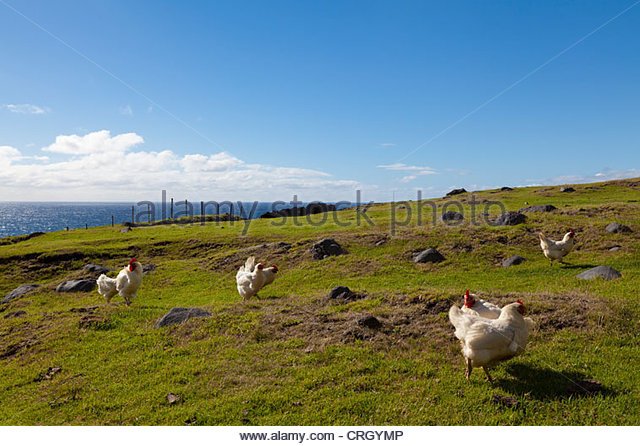 chickens-in-a-field-at-tristan-da-cunha-crgymp.jpg