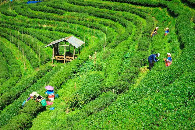 tea-plantations-1571586_960_720.jpg