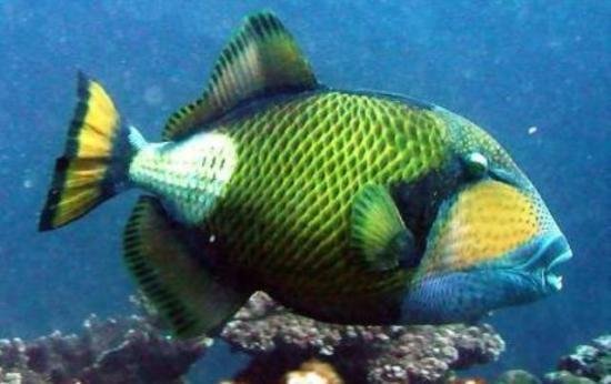 Titan Triggerfish.jpg