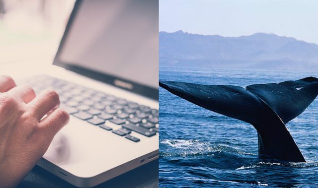 Warn teenagers & their parents about the sinister Blue Whale challenge