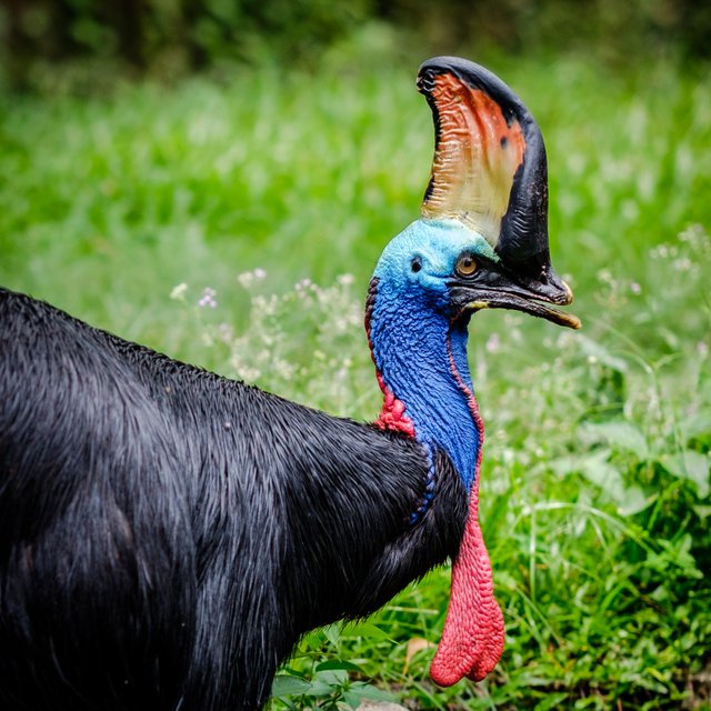 Bird park July 2017-97.jpg