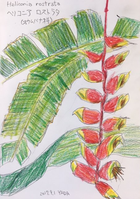 heliconia.jpg