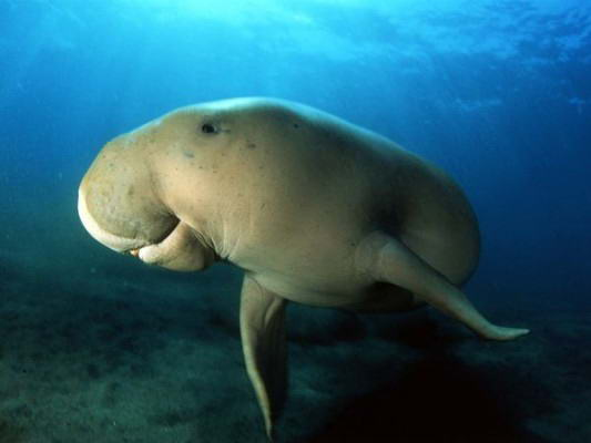 12++ Foto hewan dugong info