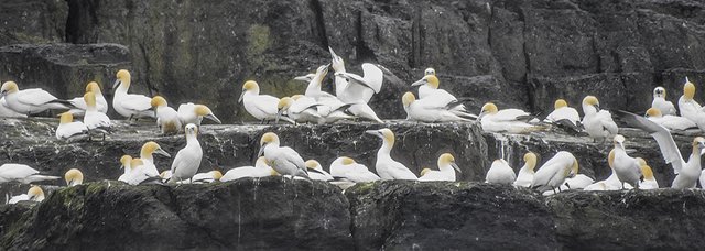 crimsonclad-gannets10.jpg