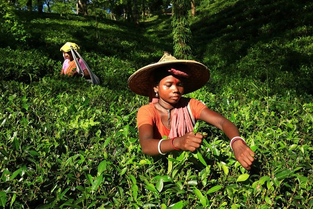 tea-workers-kulaura-bangladesh-canon-eos-5d-mark-iii-canon-ef-24-70mm-mahfuzul-hasan-bhuiyan.jpg