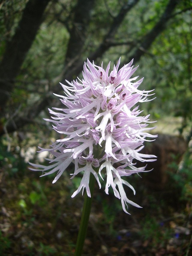 Hanging naked men - Orchis Italica 02.JPG