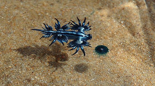 blue-dragon-sea-slug-6.jpg