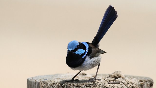 Superb Fairywren n6.jpg