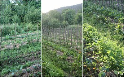 Permaculture_Market_Garden_Polycultures.jpg