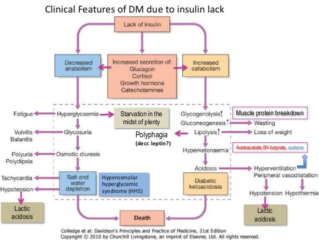 dm pathophysiology.jpg