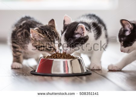 stock-photo-cat-cute-little-kitten-with-a-bowl-of-granules-at-home-or-in-the-garden-508351141.jpg