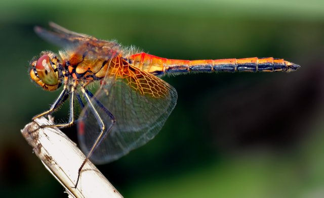 Sympetrum_flaveolum_-_side_(aka).jpg