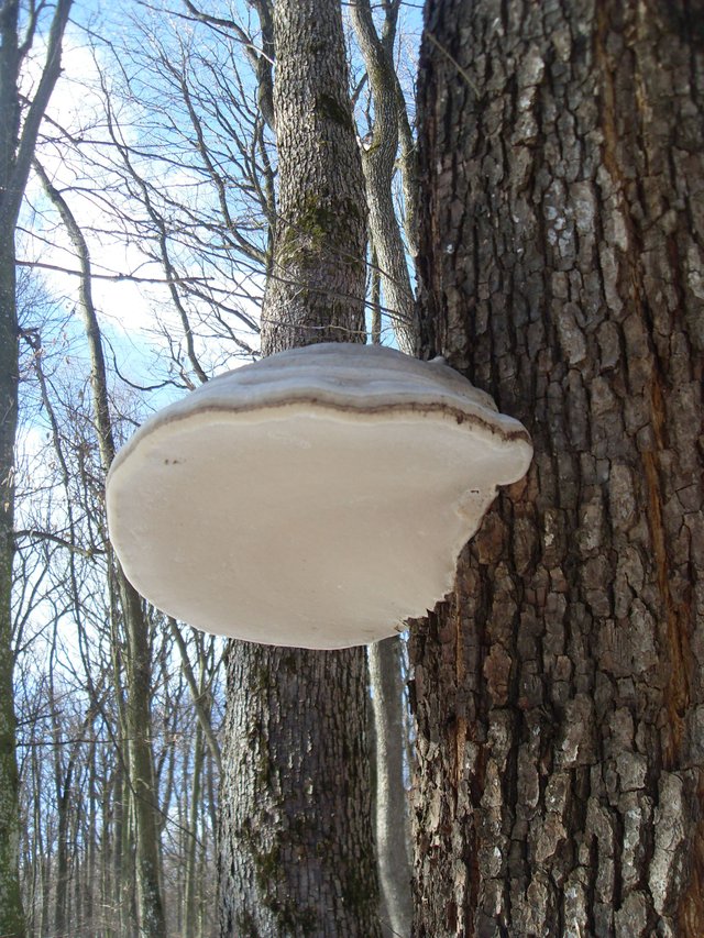 SDC12708.JPG