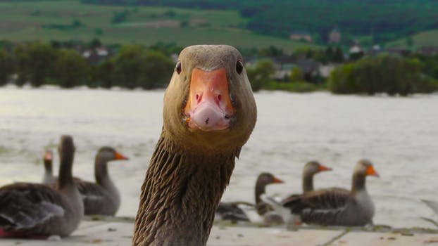 goose-water-bird-nature-bird-66863.jpeg