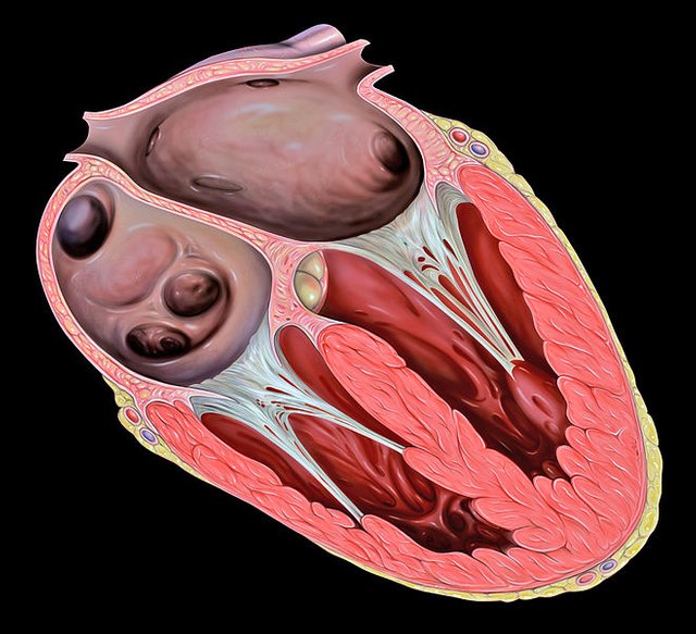 659px-Heart_tee_tricuspid_valve.jpg