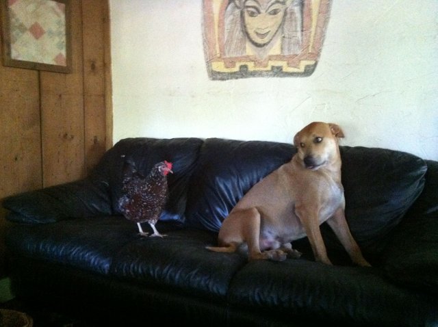 Tiko and Sussy Oct 13.JPG