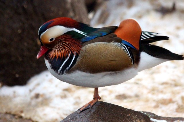 mandarin-duck-3405327_960_720.jpg