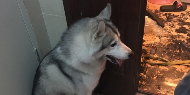 o-HUSKY-facebook.jpg