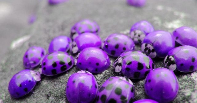 purple-ladybugs-865x452.jpg