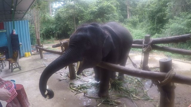 Krabi Baby elephant 1.jpg