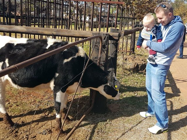 Aidan-Meets-Cow.jpg