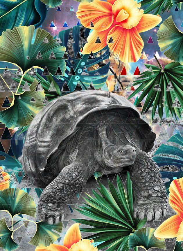 Salgado-tortoise-small.jpg