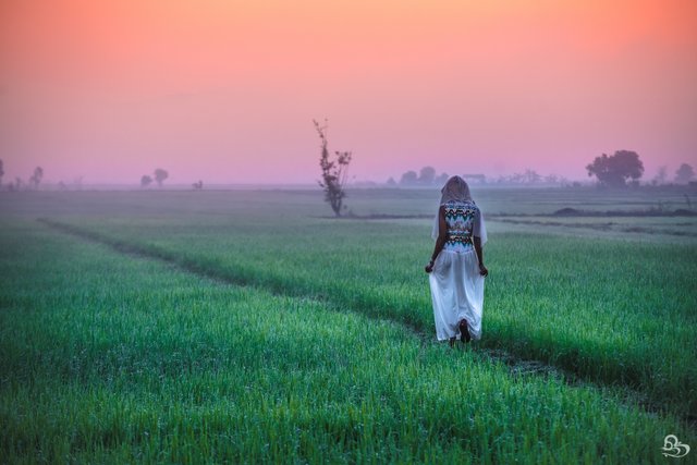 riceFieldssunrise-3.jpg