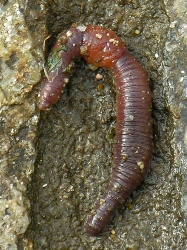 EARTHWORM (2).jpg