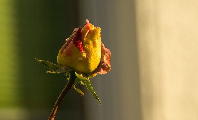 rose-2910445_1920.jpg