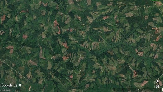 google earth clearcuts.jpg