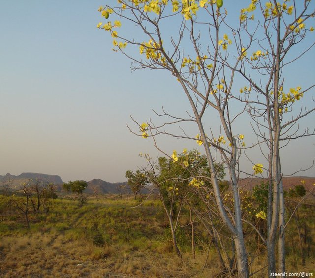 yellow flowers 2.jpg